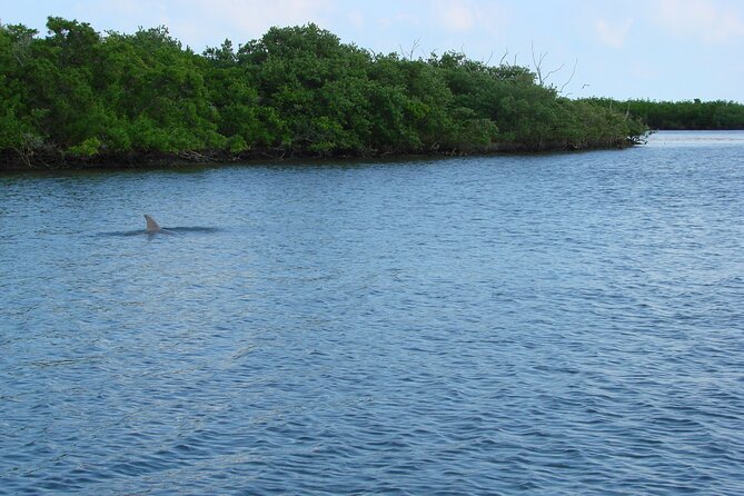 Discovery Dolphin Boat Tour - Value and price: is $40 a good deal?