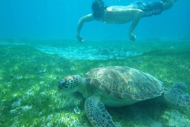 Discovery of dolphins on the Caribbean coast - Key Things I’d Focus On Before Booking