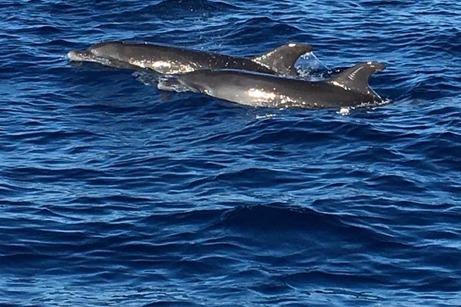 Discovery of dolphins on the Caribbean coast - Setting Off From Fort-de-France: The 8:00 am Start You’ll Feel