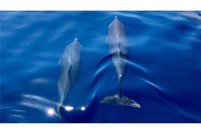 Discovery of dolphins on the Caribbean coast - What the Dolphin Search Feels Like: Cruise, Watch, Adjust