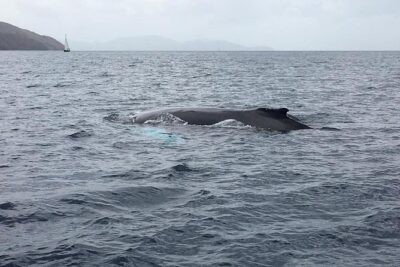 Discovery of dolphins on the Caribbean coast - Martinique Dolphin Watching With a Small Group (Max 12)