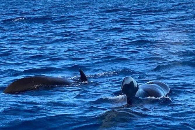 Discovery of dolphins on the Caribbean coast - Creole Snack Time: Pâtés, Planter, Fruits, Juice, and Drinks