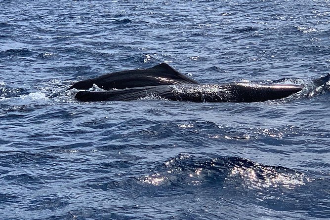 Discovery of dolphins on the Caribbean coast - Boat Day Logistics That Actually Affect Your Fun