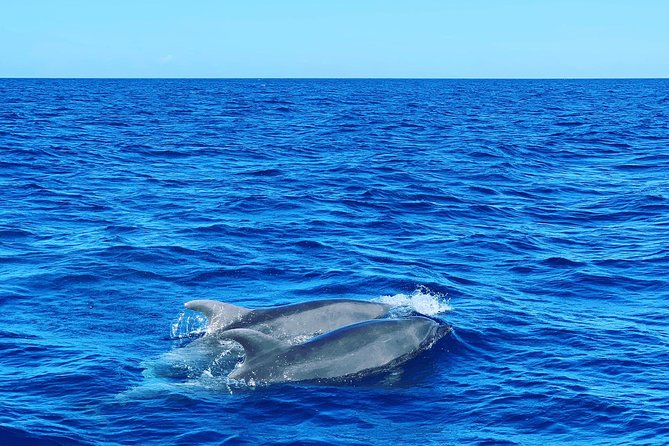 Discovery of dolphins on the Caribbean coast - Price and Value: Does $77.57 Make Sense?