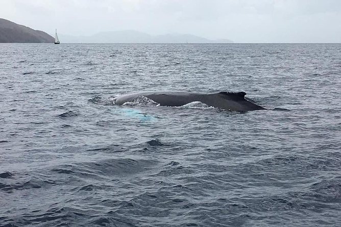 Discovery of dolphins on the Caribbean coast - Martinique Dolphin Watching With a Small Group (Max 12)