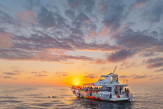 Dolphin Adventure: Fast Boat Dolphin Watching in Mallorca - Dolphin Adventure Mallorca: Key Things You’ll Notice Fast