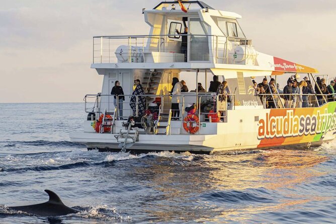 Dolphin Adventure: Fast Boat Dolphin Watching in Mallorca - AUBARCA (2025): Comfort + Speed for Real Dolphin Time