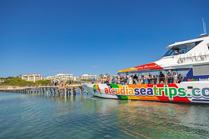 Dolphin Adventure: Fast Boat Dolphin Watching in Mallorca - Where You Meet (and the Time You Should Aim For)
