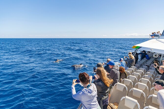 Dolphin Adventure: Fast Boat Dolphin Watching in Mallorca - Food, Drinks, and Sangria: What’s Included vs. What Isn’t
