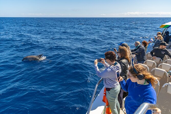Dolphin Adventure: Fast Boat Dolphin Watching in Mallorca - Who Should Book This Dolphin Adventure (and Who Should Skip)