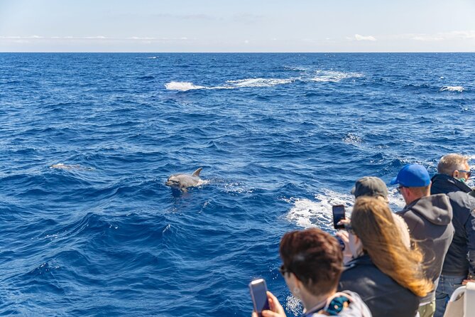 Dolphin Adventure: Fast Boat Dolphin Watching in Mallorca - The Dolphin-Watching Flow: What Happens From Start to Finish