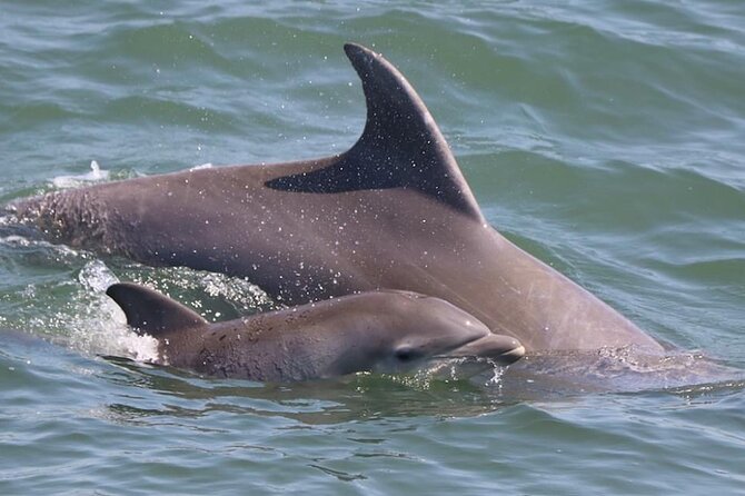 Dolphin and Bird Watching Ecotour Cruise - Value check: guaranteed sightings, food stops, and smart practicalities