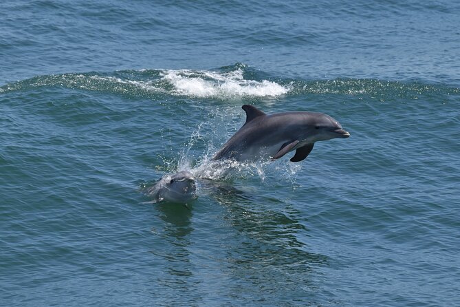 Dolphin and Bird Watching Ecotour Cruise - Onboard setup: inside or outside views for dolphins and birds