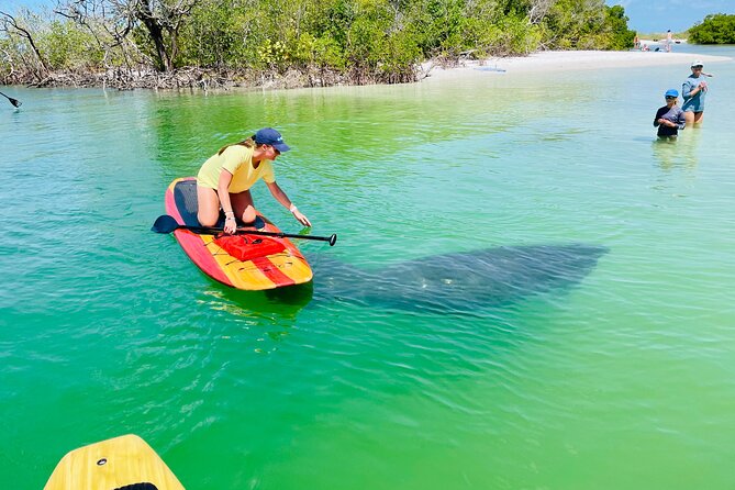 Dolphin and Manatee Adventure Tour of Fort Myers - Key things that make this tour worth your time