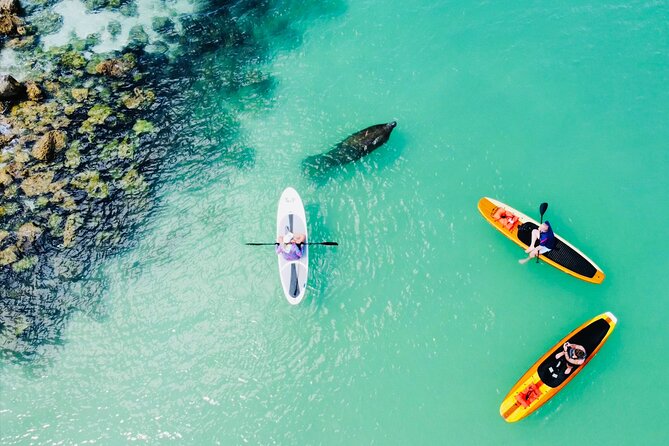 Dolphin and Manatee Adventure Tour of Fort Myers - Two Hours on Fort Myers Waterways: What the SUP Route Feels Like