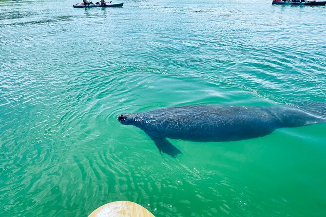 Dolphin and Manatee Adventure Tour of Fort Myers - Price and Value: Why $65 Can Feel Fair for This Two-Hour Nature Outing