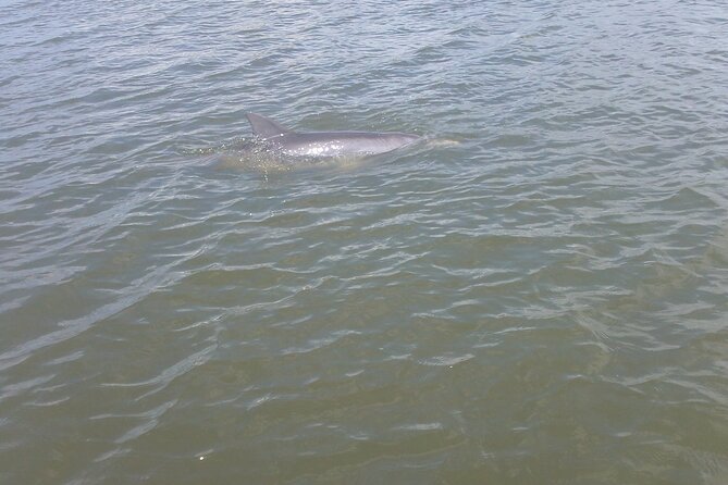 Dolphin and Manatee Adventure Tour of Merritt Island - Where You’re Headed: The Wildlife Hotspots You’ll Paddle Toward