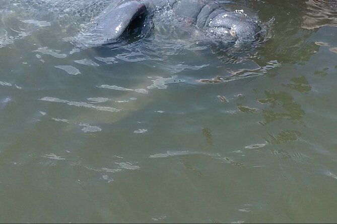 Dolphin and Manatee Adventure Tour of Merritt Island - What You’re Actually Doing On the Water (And How Hard It Is)