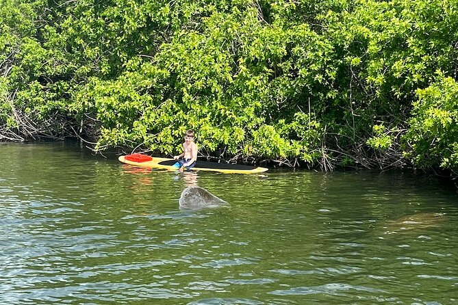 Dolphin and Manatee Adventure Tour of Merritt Island - Guides Matter: The Names I’d Trust With This Trip