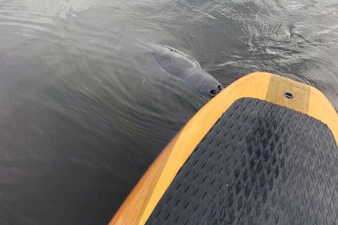 Dolphin and Manatee Adventure Tour of Naples with Florida History - Quick hits you’ll care about