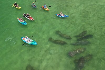 Dolphin and Manatee Adventure Tour of Naples with Florida History - Kayak or paddleboard: the 2-hour effort level is the whole appeal