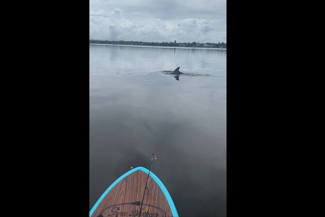 Dolphin and Manatee Adventure Tour of Naples with Florida History - What happens once you’re on the water: lesson, then guided spotting