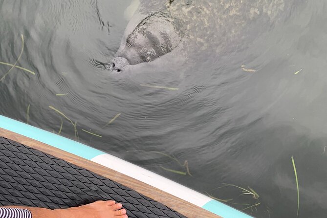 Dolphin and Manatee Adventure Tour of Naples with Florida History - Florida history facts while you paddle (not afterward)