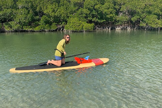 Dolphin and Manatee Adventure Tour of Naples with Florida History - Wildlife spotting: dolphins, manatees, birds, and the mangrove ecosystem