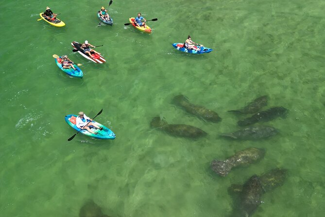 Dolphin and Manatee Adventure Tour of Naples with Florida History - Kayak or paddleboard: the 2-hour effort level is the whole appeal