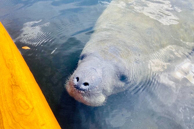 Dolphin and Manatee Adventure Tour of Sarasota with Olde Florida History! - Key things to know before you go