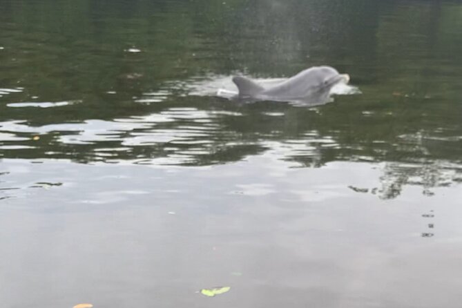 Dolphin and Manatee Adventure Tour of Sarasota with Olde Florida History! - Dolphins, Manatees, Sea Turtles, and the Birds You Can Actually See