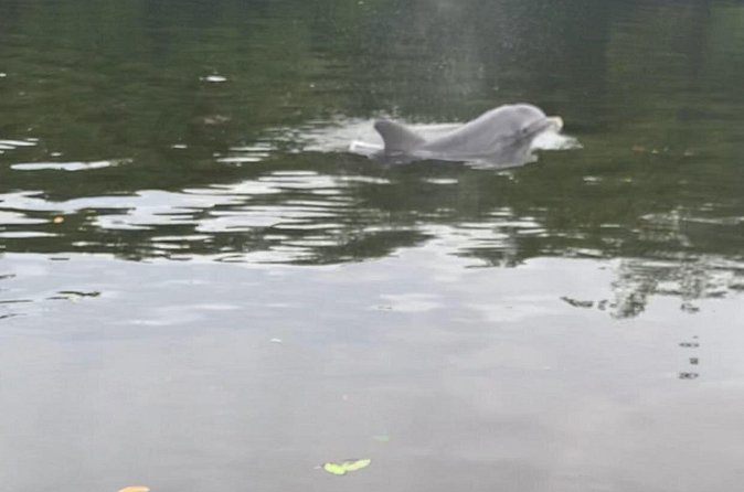 Dolphin and Manatee Adventure Tour of Sarasota with Olde Florida History! - Quick Logistics You’ll Care About Day Of