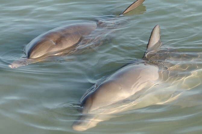 Dolphin and Manatee Clear Kayak or Paddleboard Tour - Why Clear Water and LED Lights Matter on This Sunset Tour