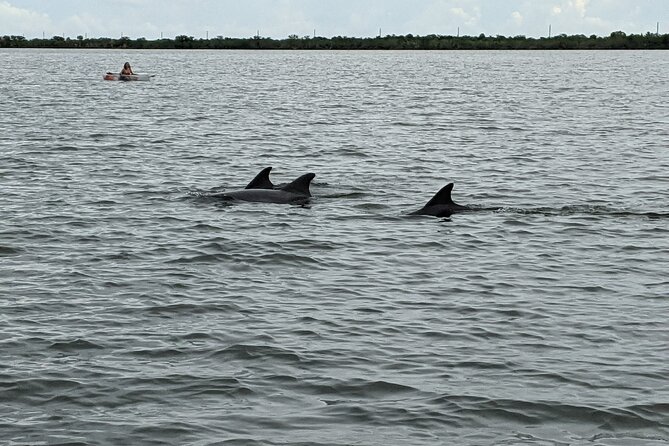 Dolphin and Manatee Clear Kayak or Paddleboard Tour - Wildlife You Actually Might See (and How to Look for It)