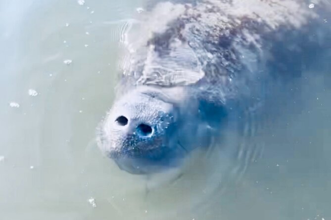 Dolphin and Manatee Kayak and SUP Adventure Tour of Cocoa Beach - Stop 1: Banana River Manatee Refuge and the Case for Going Now