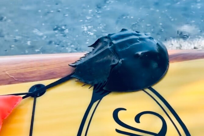 Dolphin and Manatee Kayak and SUP Adventure Tour of Cocoa Beach - The Thousand Islands Conservation Area Pass-By: 1000 Little Ways to Watch Birds