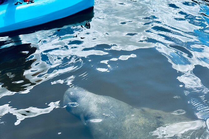 Dolphin and Manatee Kayak and SUP Adventure Tour of Cocoa Beach - A Leisurely Wildlife Hunt: Pace, Group Size, and Guide Style