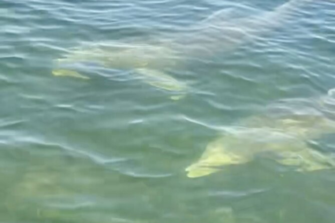 Dolphin and Manatee Kayak and SUP Adventure Tour of Cocoa Beach - Included Gear and What It Means for First-Timers