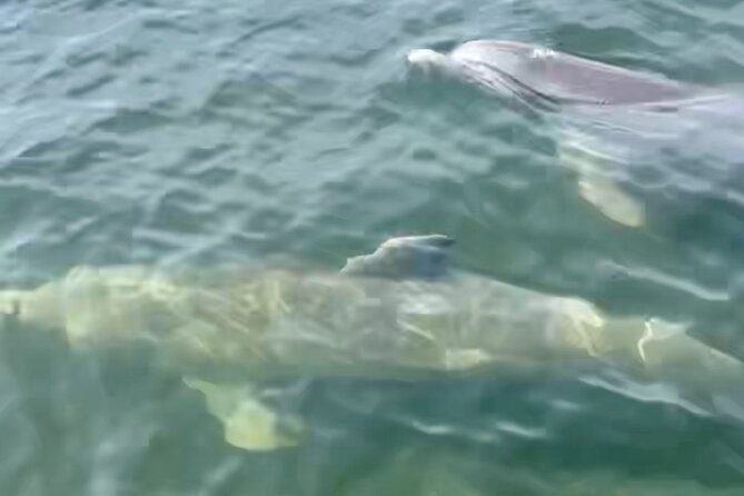Dolphin and Manatee Kayak and SUP Adventure Tour of Cocoa Beach - Price and Value: Why $65 Feels Fair Here