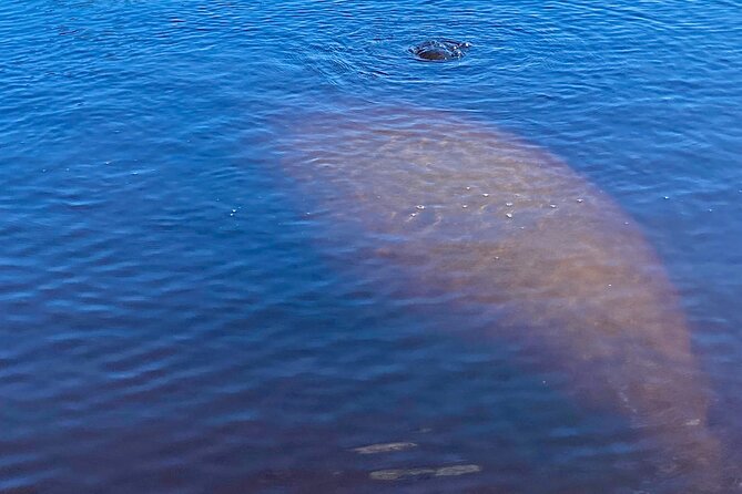 Dolphin and Manatee Kayak Tour of Daytona Beach - Meet the guides: safety-first coaching and real nature talk