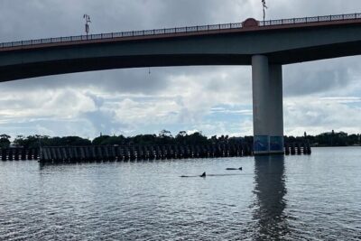 Dolphin and Manatee Stand Up Paddleboard Tour in Daytona Beach - Meeting at Three Brothers Boards and getting ready quickly