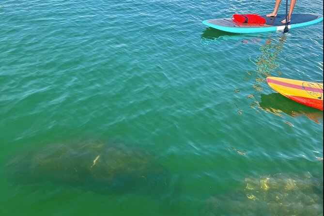 Dolphin and Manatee Tour of Marco Island by Kayak or SUP - Kayak vs SUP: How to Choose the Right Ride