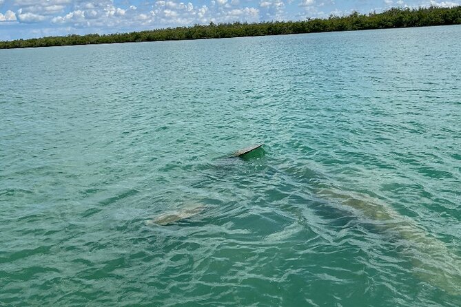 Dolphin and Manatee Tour of Marco Island by Kayak or SUP - Price and Value: Is $65 Worth It?