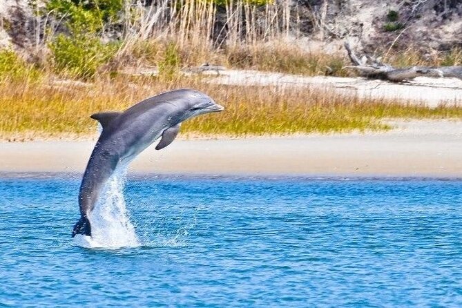 Dolphin and Nature Boat Excursion - Key Highlights You Should Know