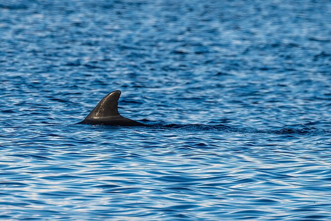 Dolphin and Nature Sunset Cruise from Orange Beach - Wildlife Beyond Dolphins: Birds, Fish, and Even Alligators