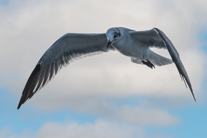 Dolphin and Nature Sunset Cruise from Orange Beach - Timing, Group Size, and Booking Lead Time
