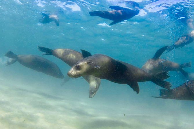 Dolphin and Seal snorkel adventure from Sorrento - Lunch or morning tea onboard: simple comfort that helps