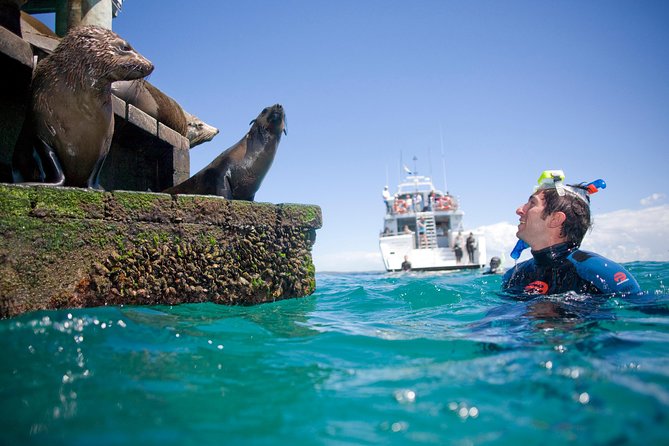 Dolphin and Seal snorkel adventure from Sorrento - Seal stop in shallow water: the up-close part of the day