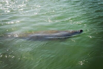 Dolphin and Shelling Cruise for up to 12 people - The 2.5 Hour Flow: What Happens on the Water