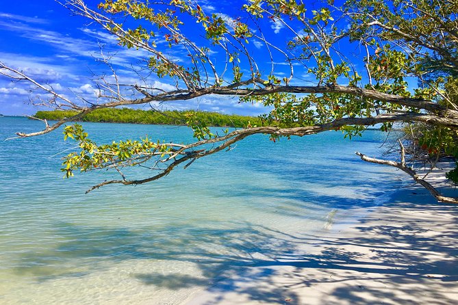 Dolphin and Shelling Cruise for up to 12 people - Price and Value: Is $109 Worth Your Time?